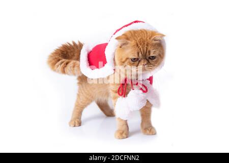 Schottische Falte Katze steht in rotem Anzug für Weihnachtsfeier auf weißem Hintergrund. Stockfoto