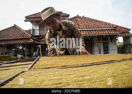 Sumedang, Indonesien. November 2020. Ein Landwirt trocknet Tabak in Sumedang.Laut der Indonesischen Tabakbauern-Vereinigung (APTI) werden Tabak und Zigarettenstöcke nicht vom Markt aufgenommen, wenn die Regierung die Verbrauchsteuern für Zigaretten 2021 erneut erhöht. Auch der Zigarettenabsatz wird aufgrund der hohen Zigarettenpreise sinken. Dieser Zustand wurde durch die Auswirkungen der COVID-19-Pandemie noch verstärkt. Kredit: SOPA Images Limited/Alamy Live Nachrichten Stockfoto