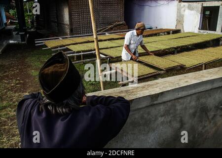 Sumedang, Indonesien. November 2020. Ein Landwirt trocknet Tabak in Sumedang.Laut der Indonesischen Tabakbauern-Vereinigung (APTI) werden Tabak und Zigarettenstöcke nicht vom Markt aufgenommen, wenn die Regierung die Verbrauchsteuern für Zigaretten 2021 erneut erhöht. Auch der Zigarettenabsatz wird aufgrund der hohen Zigarettenpreise sinken. Dieser Zustand wurde durch die Auswirkungen der COVID-19-Pandemie noch verstärkt. Kredit: SOPA Images Limited/Alamy Live Nachrichten Stockfoto