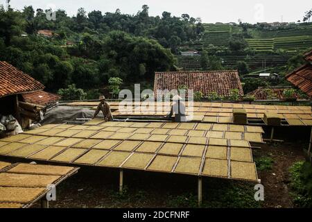 Sumedang, Indonesien. November 2020. Die Bauern trocknen Tabak in Sumedang.Laut der Indonesischen Tabakbauern-Vereinigung (APTI) werden Tabak und Zigarettenstöcke nicht vom Markt aufgenommen, wenn die Regierung die Verbrauchsteuern für Zigaretten 2021 erneut erhöht. Auch der Zigarettenabsatz wird aufgrund der hohen Zigarettenpreise sinken. Dieser Zustand wurde durch die Auswirkungen der COVID-19-Pandemie noch verstärkt. Kredit: SOPA Images Limited/Alamy Live Nachrichten Stockfoto