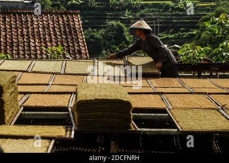 Sumedang, Indonesien. November 2020. Eine Frau trocknet Tabak in Sumedang.Laut der Indonesischen Tabakbauern-Vereinigung (APTI) werden Tabak und Zigarettenstöcke nicht vom Markt aufgenommen, wenn die Regierung die Verbrauchsteuern für Zigaretten 2021 erneut erhöht. Auch der Zigarettenabsatz wird aufgrund der hohen Zigarettenpreise sinken. Dieser Zustand wurde durch die Auswirkungen der COVID-19-Pandemie noch verstärkt. Kredit: SOPA Images Limited/Alamy Live Nachrichten Stockfoto