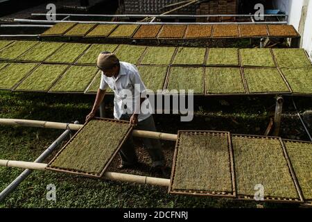 Sumedang, Indonesien. November 2020. Ein Landwirt trocknet Tabak in Sumedang.Laut der Indonesischen Tabakbauern-Vereinigung (APTI) werden Tabak und Zigarettenstöcke nicht vom Markt aufgenommen, wenn die Regierung die Verbrauchsteuern für Zigaretten 2021 erneut erhöht. Auch der Zigarettenabsatz wird aufgrund der hohen Zigarettenpreise sinken. Dieser Zustand wurde durch die Auswirkungen der COVID-19-Pandemie noch verstärkt. Kredit: SOPA Images Limited/Alamy Live Nachrichten Stockfoto