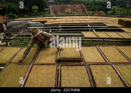 Sumedang, Indonesien. November 2020. Ein Landwirt trocknet Tabak in Sumedang.Laut der Indonesischen Tabakbauern-Vereinigung (APTI) werden Tabak und Zigarettenstöcke nicht vom Markt aufgenommen, wenn die Regierung die Verbrauchsteuern für Zigaretten 2021 erneut erhöht. Auch der Zigarettenabsatz wird aufgrund der hohen Zigarettenpreise sinken. Dieser Zustand wurde durch die Auswirkungen der COVID-19-Pandemie noch verstärkt. Kredit: SOPA Images Limited/Alamy Live Nachrichten Stockfoto