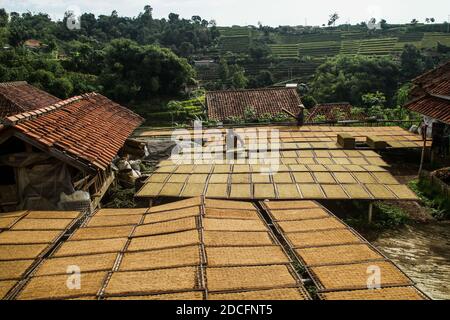 Sumedang, Indonesien. November 2020. Die Bauern trocknen Tabak in Sumedang.Laut der Indonesischen Tabakbauern-Vereinigung (APTI) werden Tabak und Zigarettenstöcke nicht vom Markt aufgenommen, wenn die Regierung die Verbrauchsteuern für Zigaretten 2021 erneut erhöht. Auch der Zigarettenabsatz wird aufgrund der hohen Zigarettenpreise sinken. Dieser Zustand wurde durch die Auswirkungen der COVID-19-Pandemie noch verstärkt. Kredit: SOPA Images Limited/Alamy Live Nachrichten Stockfoto