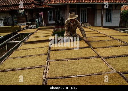 Sumedang, Indonesien. November 2020. Ein Landwirt trocknet Tabak in Sumedang.Laut der Indonesischen Tabakbauern-Vereinigung (APTI) werden Tabak und Zigarettenstöcke nicht vom Markt aufgenommen, wenn die Regierung die Verbrauchsteuern für Zigaretten 2021 erneut erhöht. Auch der Zigarettenabsatz wird aufgrund der hohen Zigarettenpreise sinken. Dieser Zustand wurde durch die Auswirkungen der COVID-19-Pandemie noch verstärkt. Kredit: SOPA Images Limited/Alamy Live Nachrichten Stockfoto