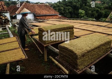 Sumedang, Indonesien. November 2020. Eine Frau trocknet Tabak in Sumedang.Laut der Indonesischen Tabakbauern-Vereinigung (APTI) werden Tabak und Zigarettenstöcke nicht vom Markt aufgenommen, wenn die Regierung die Verbrauchsteuern für Zigaretten 2021 erneut erhöht. Auch der Zigarettenabsatz wird aufgrund der hohen Zigarettenpreise sinken. Dieser Zustand wurde durch die Auswirkungen der COVID-19-Pandemie noch verstärkt. Kredit: SOPA Images Limited/Alamy Live Nachrichten Stockfoto