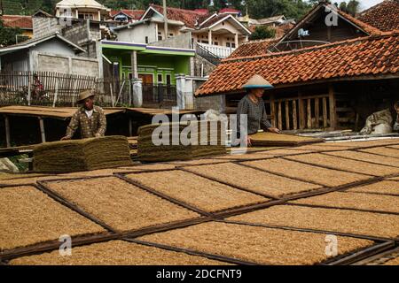 Sumedang, Indonesien. November 2020. Die Bauern trocknen Tabak in Sumedang.Laut der Indonesischen Tabakbauern-Vereinigung (APTI) werden Tabak und Zigarettenstöcke nicht vom Markt aufgenommen, wenn die Regierung die Verbrauchsteuern für Zigaretten 2021 erneut erhöht. Auch der Zigarettenabsatz wird aufgrund der hohen Zigarettenpreise sinken. Dieser Zustand wurde durch die Auswirkungen der COVID-19-Pandemie noch verstärkt. Kredit: SOPA Images Limited/Alamy Live Nachrichten Stockfoto