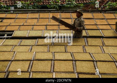 Sumedang, Indonesien. November 2020. In Sumedang trägt ein Landwirt Trockentabak.Laut der Indonesischen Tabakbauern-Vereinigung (APTI) werden Tabak und Zigarettenstöcke nicht vom Markt aufgenommen, wenn die Regierung 2021 die Verbrauchsteuern für Zigaretten erneut erhöht. Auch der Zigarettenabsatz wird aufgrund der hohen Zigarettenpreise sinken. Dieser Zustand wurde durch die Auswirkungen der COVID-19-Pandemie noch verstärkt. Kredit: SOPA Images Limited/Alamy Live Nachrichten Stockfoto