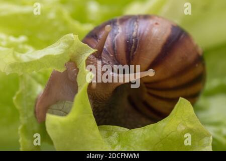 Die kleine Achatina-Schnecke frisst ein Blatt Salat oder Gras. Vorderansicht des Mundes einer Schnecke, die Gras kaut, selektiver Fokus. Kann zur Veranschaulichung verwendet werden Stockfoto