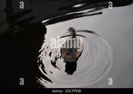 Eine Ente schwimmt im Wasser. Rückansicht. Silberwasser Stockfoto