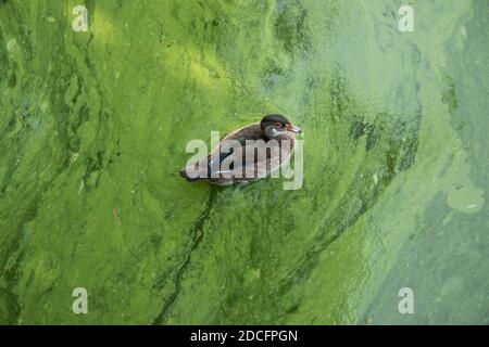 Eine einzige überlebende Ente schwimmt im schmutzigen Wasser. Verschmutzung der Natur. Blühendes Wasser. Katastrophe Stockfoto