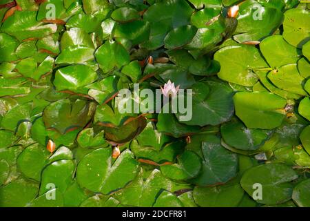 Die Insel der Lotusblumen auf dem Wasser auf allen Fotos. In der Mitte blüht die Knospe bereits. Die Seite ist noch nicht erblüht Stockfoto