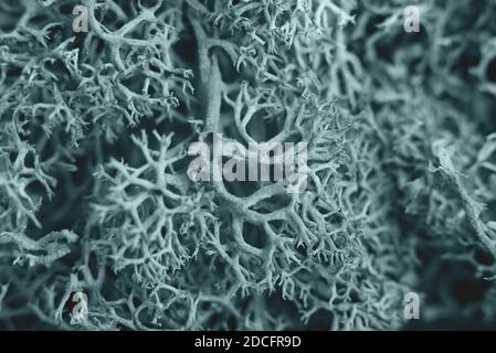 Nahaufnahme schönen grünen sphagnum Moos Hintergrund. Trendige Farben. Stockfoto
