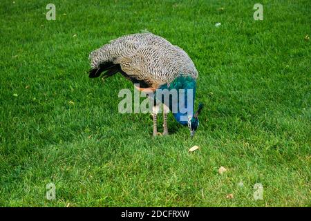 Der Pfau starrt auf das Gras im Gras. Stehen auf zwei starken Beinen auf einem grünen Rasen. Gefieder ist deutlich sichtbar. Horizontal Stockfoto