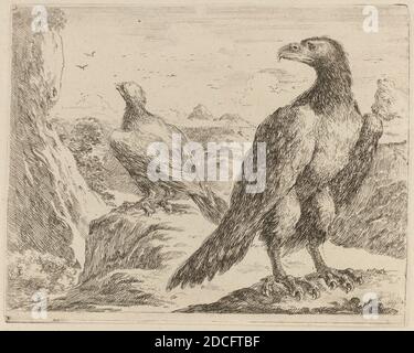 Stefano della Bella, (Künstler), Florentine, 1610 - 1664, zwei Adler, beide mit nach links gedrehten Köpfen, Quadreria Medicea, Bd.3, (Band), Radierung auf Büttenpapier Stockfoto