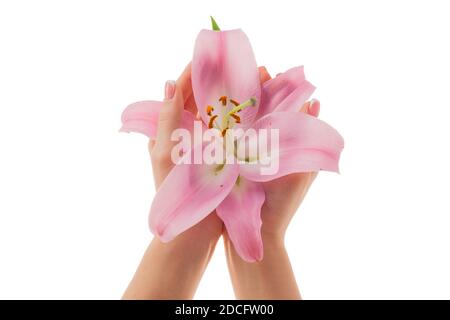 Weibliche Hände mit Französisch Maniküre und Lilienblumen isoliert auf weißem Hintergrund. Stockfoto