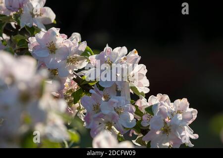Krabbenapfel-Blüte; Frühling; Großbritannien Stockfoto