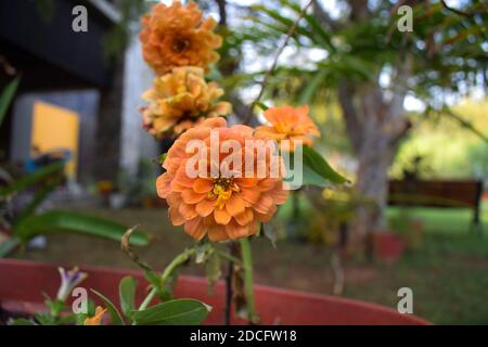 Orange Pfirsich Chrysantheme auch als Mütter oder Chrysanthen bekannt sind Beliebte ostasiatische Haus Garten fallen Blumen winterhart Pflanze mit Hausbaubaum in b Stockfoto