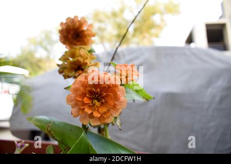 Chrysantheme auch als Mütter oder Chrysanthen bekannt sind beliebt Osten Asiatische Haus Garten fallen Blumen winterhart Pflanze mit Haus Auto Fahrzeug im Hintergrund Stockfoto