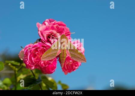 Elephant Hawk Moth; Deilephila elpenor; On Rose; Großbritannien Stockfoto