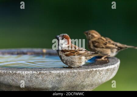 Haussparrow; Passer domesticus; Männlich und Weiblich bei Bird Bath; Großbritannien Stockfoto