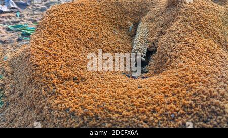 Ameisen kommen morgens aus dem Ameisenhaufen. Ameisen arbeiten am Morgen zusammen Stockfoto