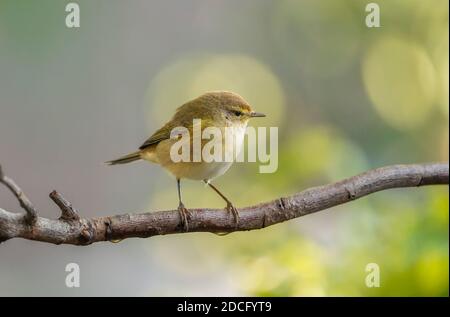 Gemeine Chiffchaff, (Phylloscopus collybita) im Garten thront. Spanien Stockfoto