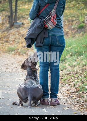 Frau, die ihren deutschen Kurzhaarpointer Hund im Park läuft. Stockfoto