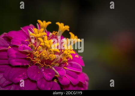 Nahaufnahme der farbigen Zinnia Blume Stockfoto