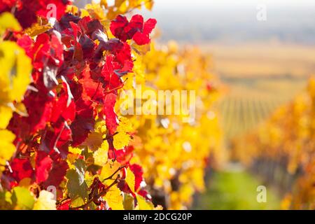 Kräftige rote und gelbe Blätter in einem Weinberg im Herbst - selektiver Fokus auf die roten Blätter im Vordergrund Stockfoto