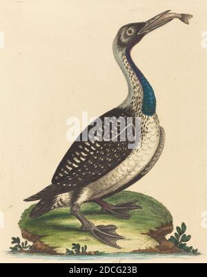 George Edwards, (Künstler), Englisch, 1694 - 1773, Schwarz-Weiß-Wasservögel mit blauer Kehle, A Natural History of Uncommon Birds and Animals (1743-51), (Serie), handkolorierte Radierung auf Büttenpapier, Platte: 25 x 18.8 cm (9 13/16 x 7 3/8 Zoll), Blatt: 27.9 x 21.4 cm (11 x 8 7/16 Zoll Stockfoto