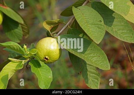 Nahaufnahme von reifen Guava-Früchten im Garten Stockfoto