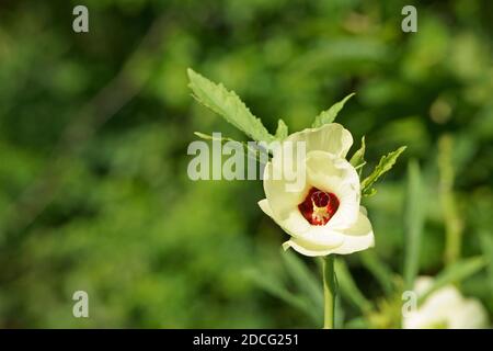 Schönheit der Okra Blume in Blüte. Abelmoschus esculentus Stockfoto