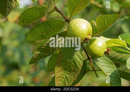 Nahaufnahme der Guava-Früchte auf dem Ast Stockfoto