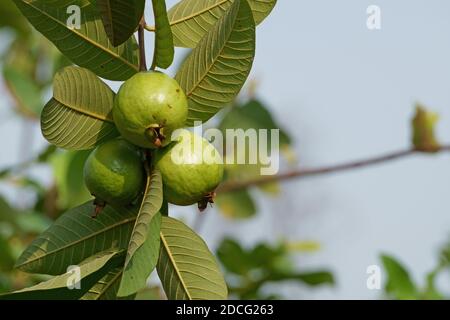 Gemeinsame Guava Früchte im Garten gegen blauen Himmel Stockfoto