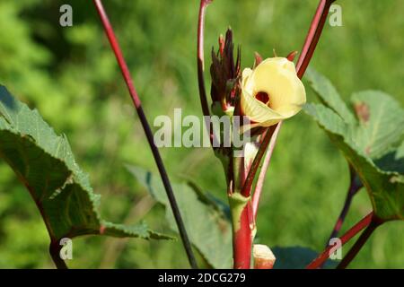 Nahaufnahme der roten Okraenblüte im Garten Stockfoto