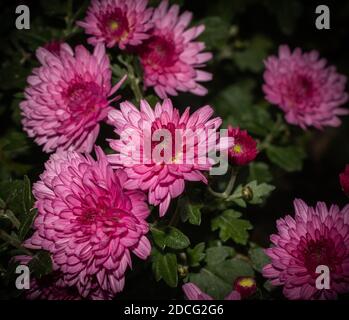 Fuchsia Chrysantheme auf natürlichem Hintergrund Stockfoto