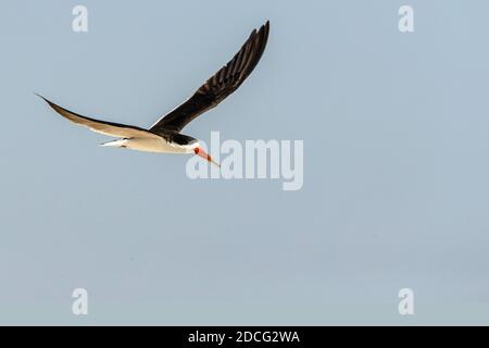 Ein afrikanischer Skimmer im Flug. Stockfoto