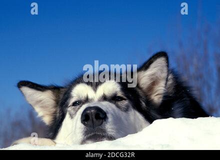 ALASKAN MALAMUTE HUND, PORTRÄT VON ERWACHSENEN FESTLEGUNG AUF SCHNEE Stockfoto