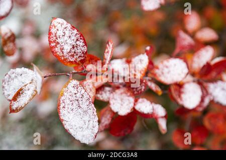 Erste schneebedeckte Herbstfärbung Blätter Nahaufnahme, selektiver Fokus Stockfoto