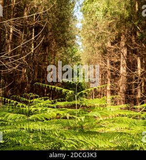 Ein einzelner brackener Stamm symmetrisch im Vordergrund von platziert Eine Allee von Pinien Stockfoto