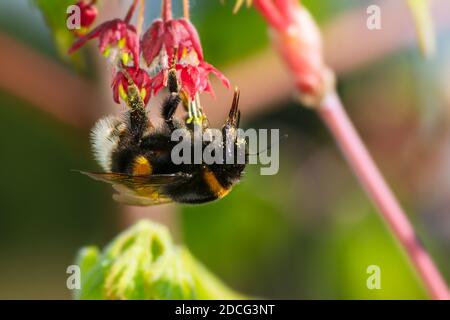 Makro einer nördlichen Hummel (Bombus magnus) an den Blüten eines japanischen Ahornbaums Stockfoto