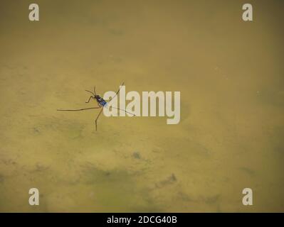 Die Wasseroberflächenspannung ist sichtbar, wenn die Füße des Wasserstreiters mit einem natürlichen Teich in Kontakt kommen. Stockfoto