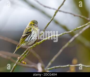 Nahaufnahme eines weiblichen Siskin-Vogels, der auf der Brache sitzt Eines Baumes Stockfoto