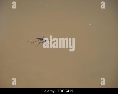 Die Wasseroberflächenspannung ist sichtbar, wenn die Füße des Wasserstreiters mit einem natürlichen Teich in Kontakt kommen. Stockfoto