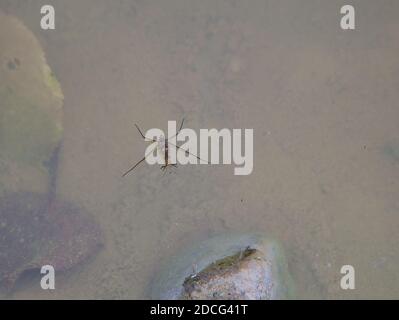 Die Wasseroberflächenspannung ist sichtbar, wenn die Füße des Wasserstreiters mit einem natürlichen Teich in Kontakt kommen. Stockfoto