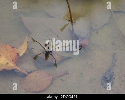 Die Wasseroberflächenspannung ist sichtbar, wenn die Füße des Wasserstreiters mit einem natürlichen Teich in Kontakt kommen. Stockfoto