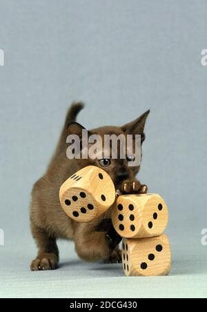 ZIBELINE BURMESISCHEN HAUSKATZE KITTEN BEIM WÜRFELSPIEL Stockfoto