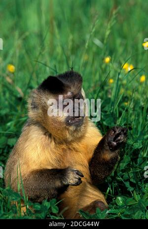 SCHWARZ begrenzt KAPUZINER Cebus Apella, Erwachsene SITTING ON GRASS Stockfoto