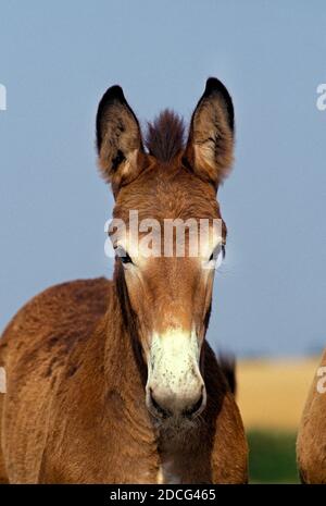 MAULTIER, KREUZUNG ZWISCHEN EINEM MÄNNLICHEN ESEL UND EIN WEIBLICHES PFERD Stockfoto